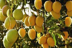 芒果种植的关键技术