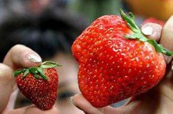 激素草莓如何识别？草莓是否应该打激素？