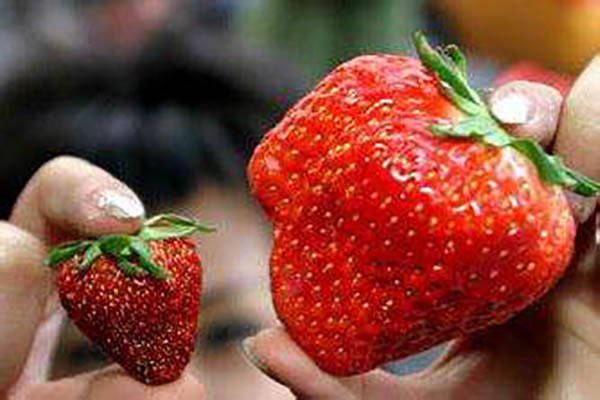 激素草莓