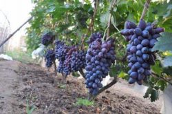 葡萄种植方法与流程是什么 葡萄增产的方法