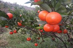 世纪红柑橘多少钱一斤？值得种吗？