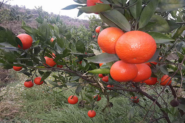 世纪红柑橘