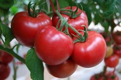 西红柿有哪些品种 具体来说哪个品种好