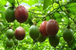 百香果适合北方种植吗 种植方面有哪些硬性条件