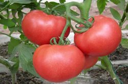 西红柿的品种介绍 哪种品种比较好吃