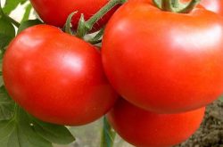 西红柿种子什么品种好 如何挑选西红柿种子