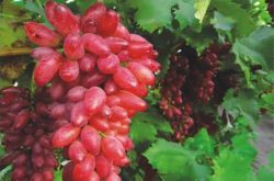 红乳葡萄有哪些缺点？值得种植吗？