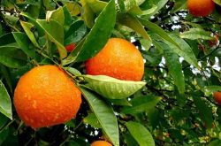 奉节脐橙的品种特点和市场价格多少钱一斤