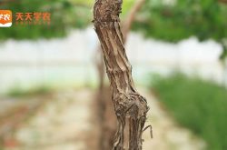 西藏曲水县葡萄种植基地图片