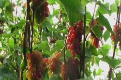 户太十号葡萄的品种特点、栽培特点及市场前景