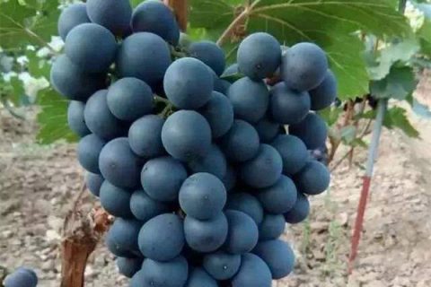 早黑宝葡萄品种特性，栽培特点及市场前景
