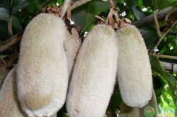 白猕猴桃的品种特性、多少钱一斤