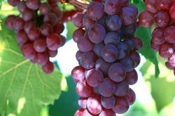 红芭拉蒂葡萄品种特性、栽培特点及市场前景