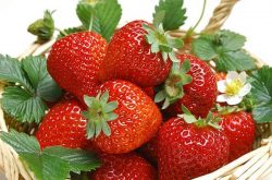 草莓的成熟季节是什么时候 如何种好草莓