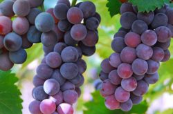 葡萄葡萄苗多少钱一株 种植葡萄的方法有哪些