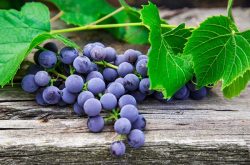 葡萄生长条件中需要哪些因素？