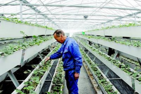 大棚草莓无土栽培技术 农业技术 天天学农