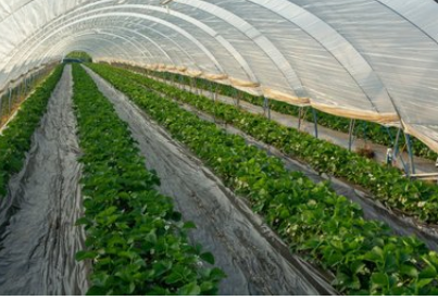 为什么草莓在开花期不能施肥呢 农业技术 天天学农