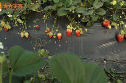 贝瑞草莓园图片