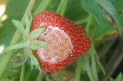 草莓疫霉果腐病的防治