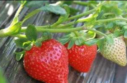 草莓施肥禁忌有哪些呢？
