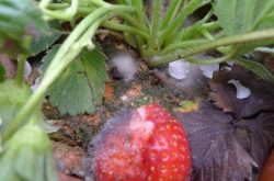 大棚草莓釆收时的灰莓病怎样防治