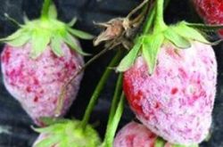 草莓上有白霜是什么病？