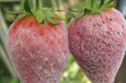 草莓白粉病如何治疗？做好栽培管理是关键