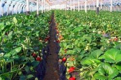种植大棚草莓施肥技术
