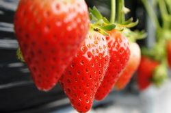 种植草莓的施肥技术