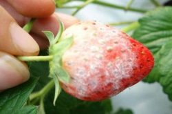 预防草莓白粉病的防治措施