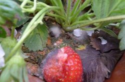 草莓灰毒病怎么治