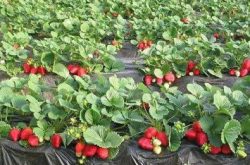 草莓栽苗后怎么冲施肥