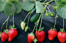 什么药治草莓真菌病的？