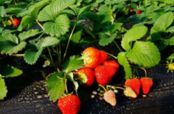草莓苗种下去多久施肥？施什么肥料好？