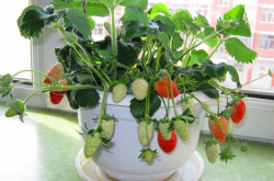 盆栽草莓不施肥可以吗