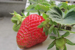 如何预防草莓根腐病和枯萎病？