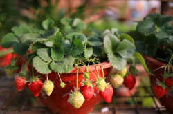 草莓盆栽如何施肥？上什么肥料呢？