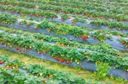 草莓的施肥方案是怎样的？