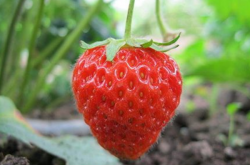 草莓开花挂果期间施肥吗
