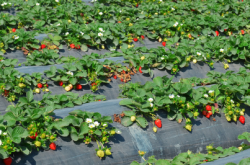 草莓都需求什么肥料