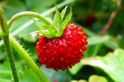草莓怎么施肥产量高