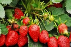 草莓花期能施肥吗？施肥要注意什么