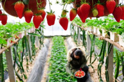 草莓如何种植如何施肥呢