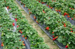 草莓移栽后多长时间可以施肥？
