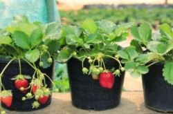 盆栽草莓的施肥方法以及为何要施肥