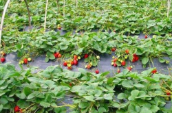 草莓各个阶段施肥以及施什么肥料