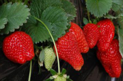 草莓应什么时候施肥？