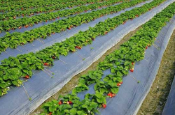 草莓苗施肥用什么肥料？