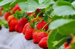 买来的草莓苗应该如何生根？